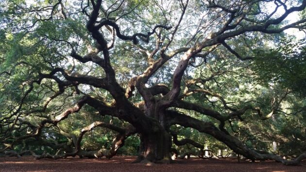 Angel Oak Tree