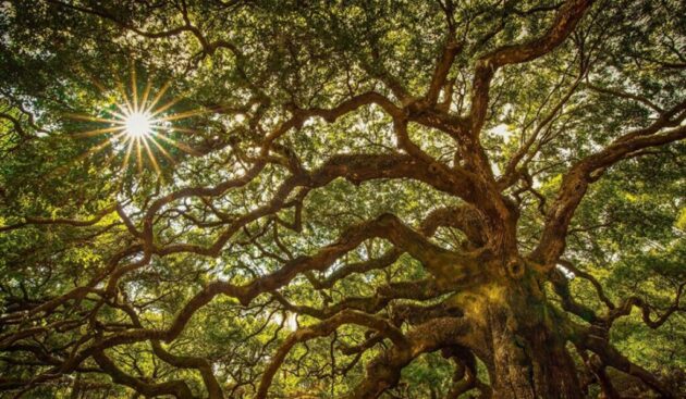 Angel Oak Tree