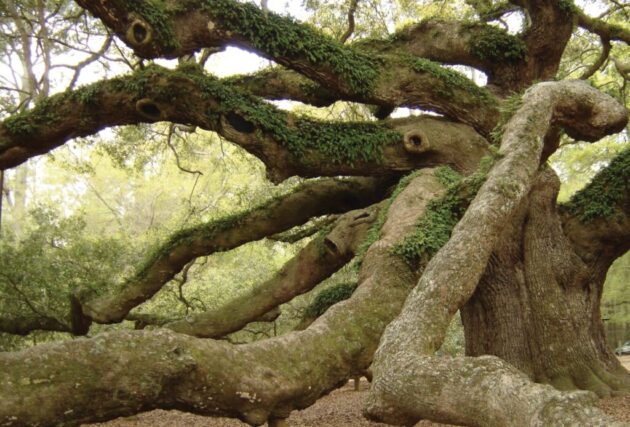 Angel Oak Tree