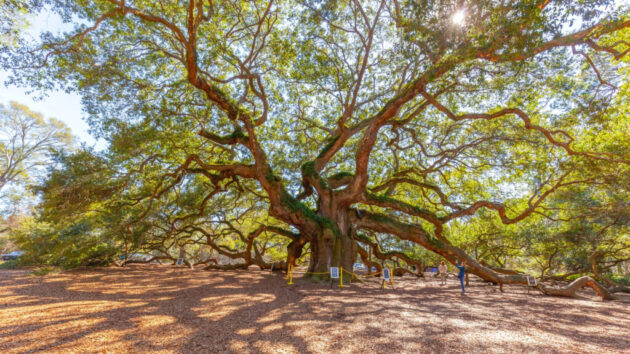 Angel Oak Tree