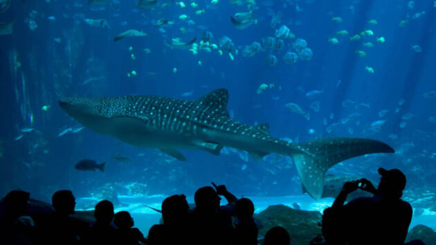 Audubon Aquarium