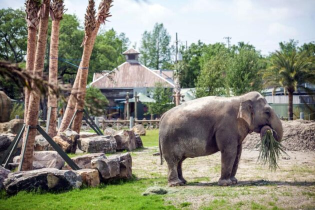 Audubon Zoo