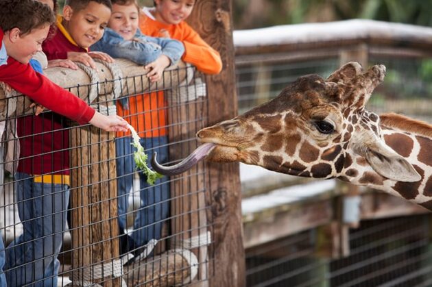 Audubon Zoo
