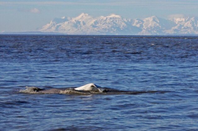 Beluga Point