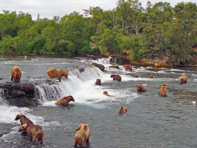Brooks Falls Bear Viewing Platform