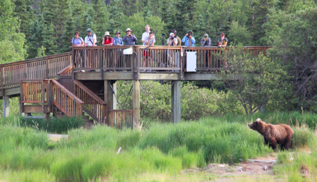 Brooks Falls Bear Viewing Platform