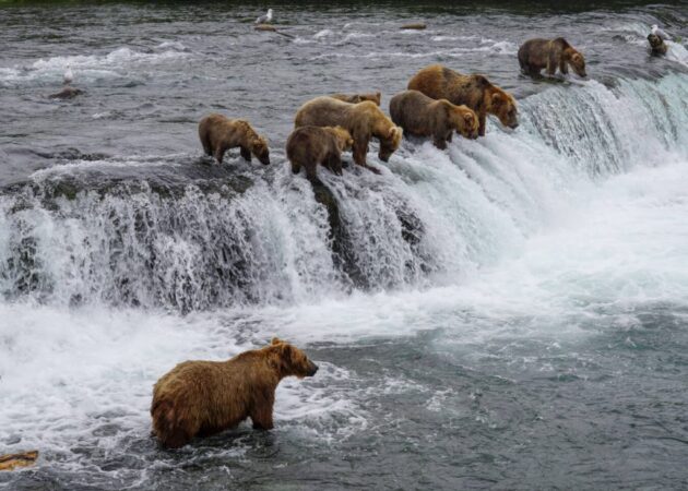 Brooks Falls Bear Viewing Platform