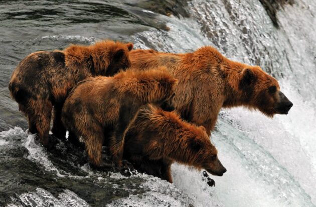 Brooks Falls Bear Viewing Platform