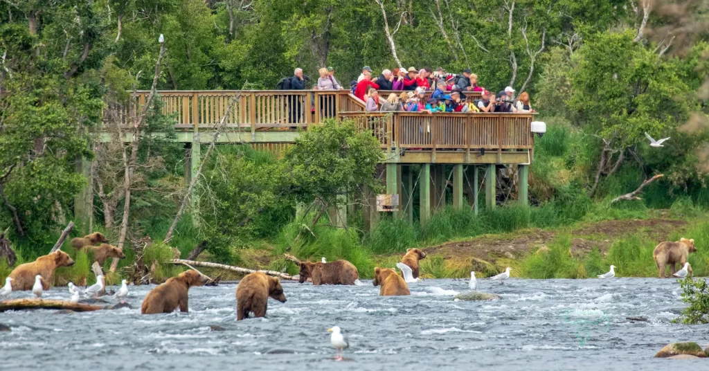 Brooks Falls Bear Viewing Platform