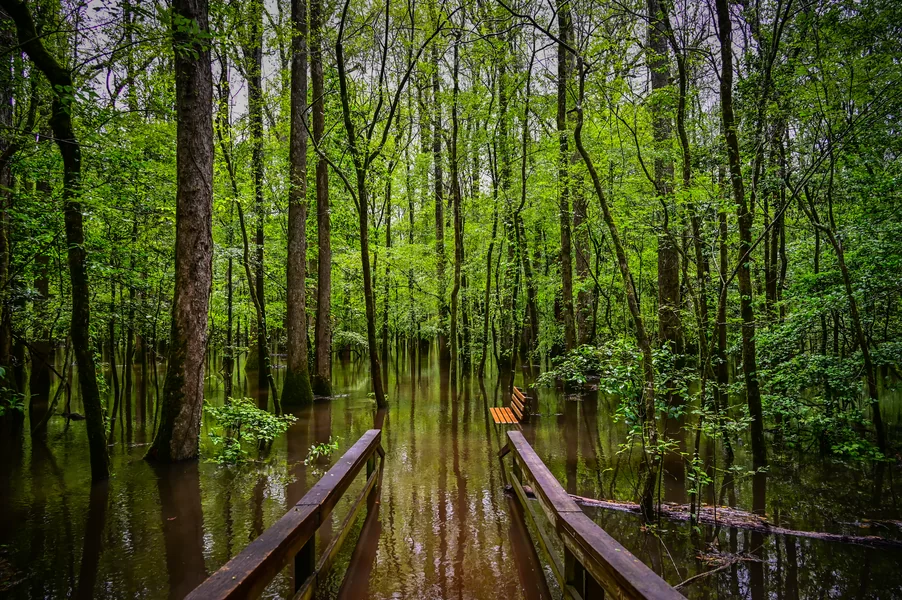 Congaree National Park