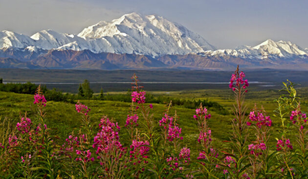 Denali National Park