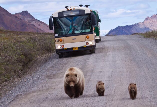 Denali National Park and Preserve