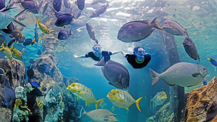 Discovery Cove