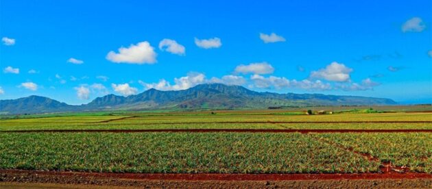 Dole Plantation
