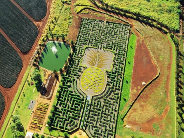 Dole Plantation