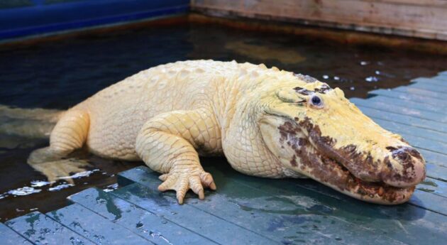 Gatorland