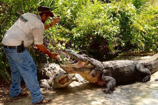 Gatorland