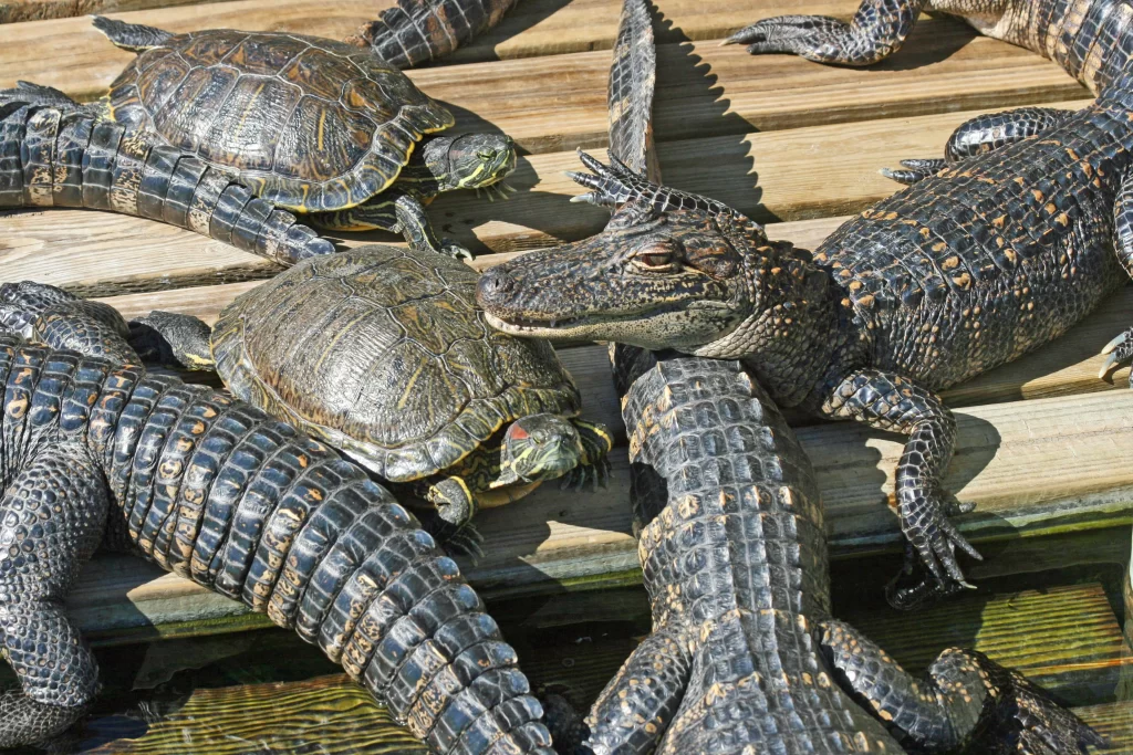 Gatorland