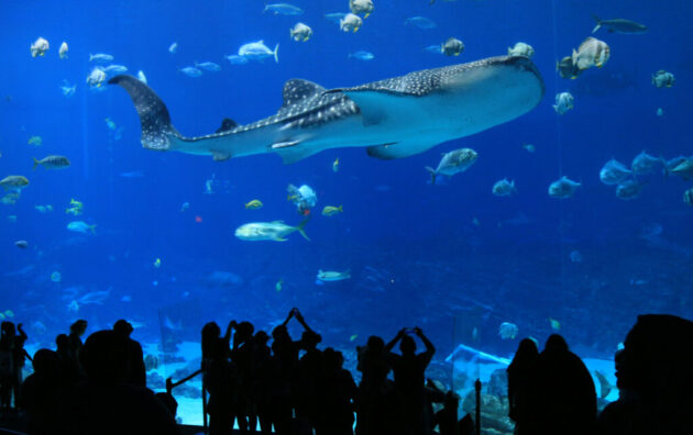 Georgia Aquarium