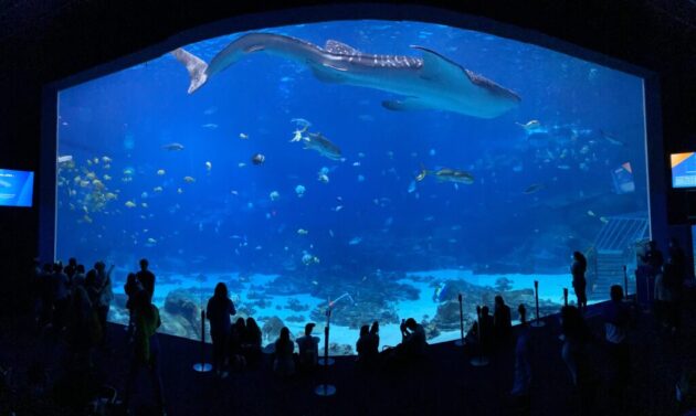 Georgia Aquarium