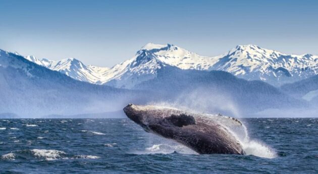 Glacier Bay National Park and Preserve