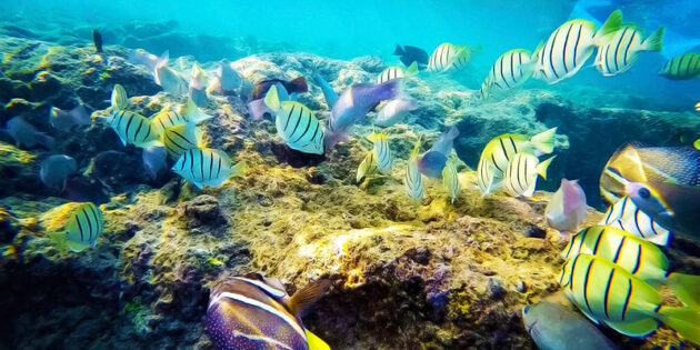 Hanauma Bay Nature Preserve
