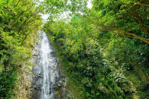 Honolulu Watershed Forest Reserve