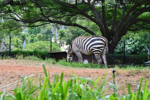 Honolulu Zoo