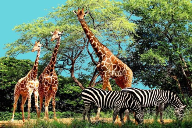 Honolulu Zoo