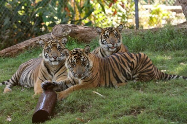 Honolulu Zoo