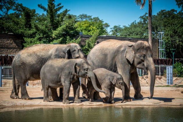 Houston Zoo