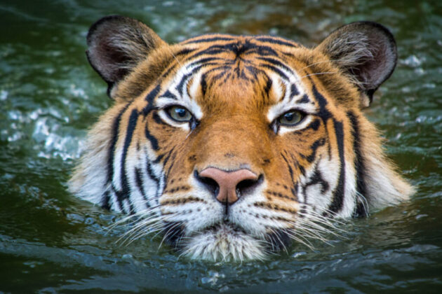 Houston Zoo