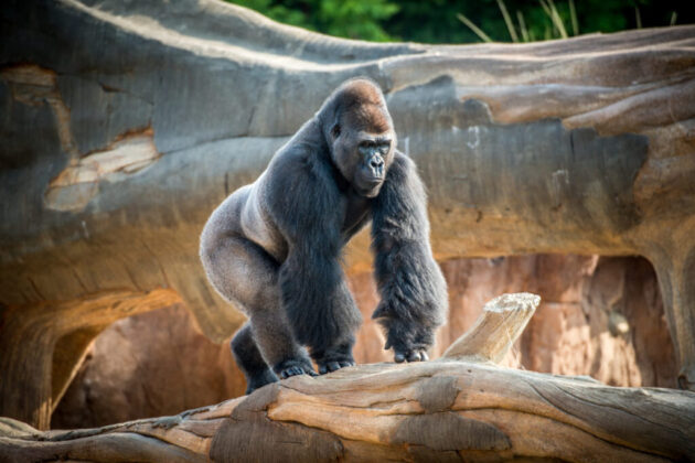 Houston Zoo