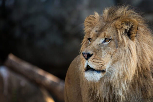 Houston Zoo