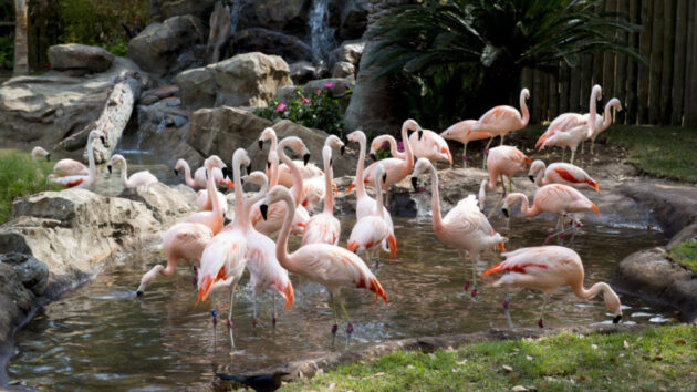 Houston Zoo