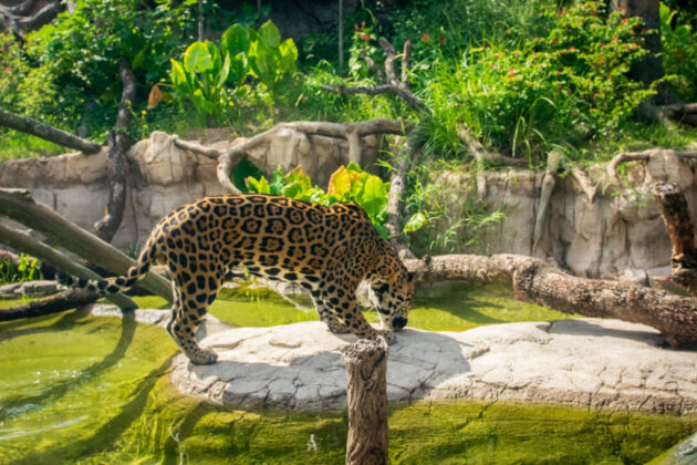 Houston Zoo