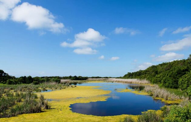 Huntington Beach State Park