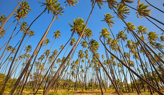 Kapuaiwa Coconut Grove