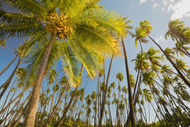 Kapuaiwa Coconut Grove