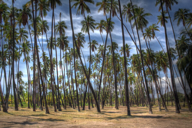 Kapuaiwa Coconut Grove