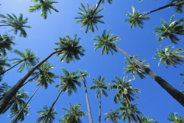 Kapuaiwa Coconut Grove