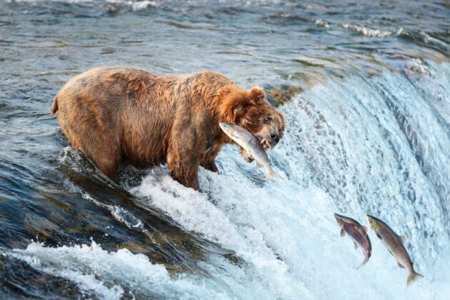 Katmai National Park and Preserve