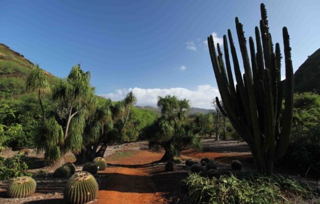 Koko Crater Botanical Garden