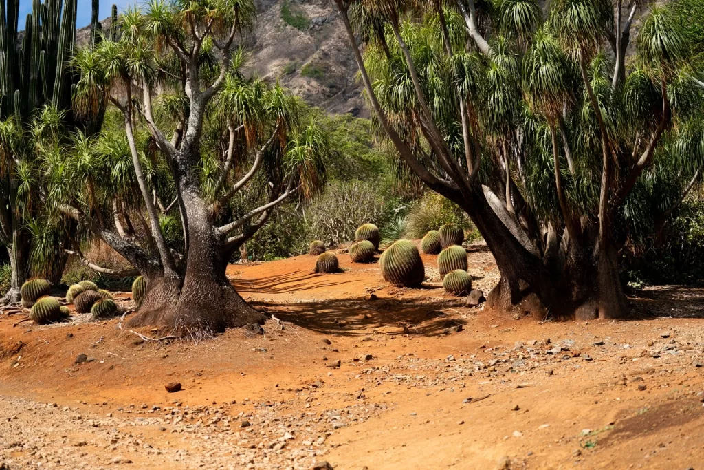 Koko Crater Botanical Garden