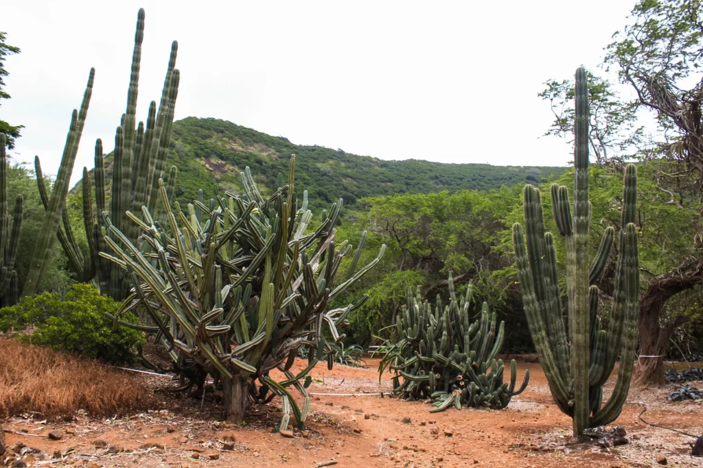 Koko Crater Botanical Garden