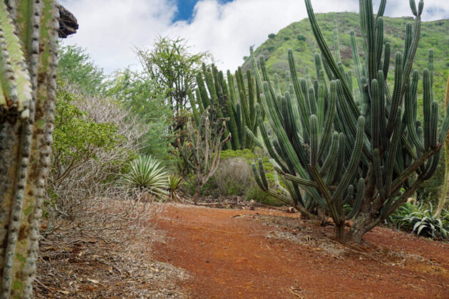 Koko Crater Botanical Garden