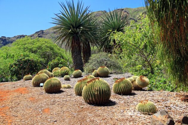 Koko Crater Botanical Garden