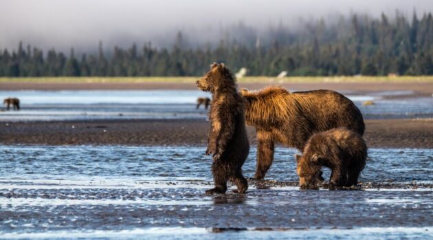 Lake Clark National Park and Preserve