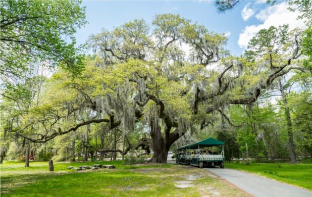 Magnolia Plantation and Gardens