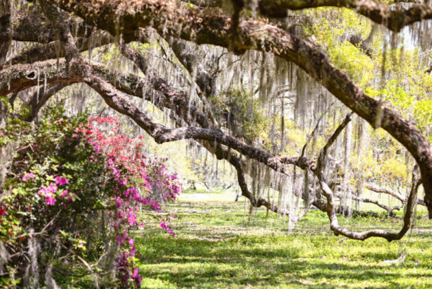 Magnolia Plantation and Gardens